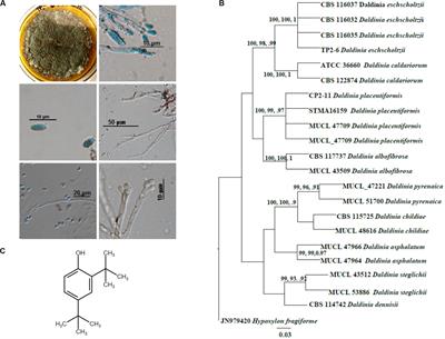 2,4-Di-Tert-Butylphenol Isolated From an Endophytic Fungus, Daldinia eschscholtzii, Reduces Virulence and Quorum Sensing in Pseudomonas aeruginosa